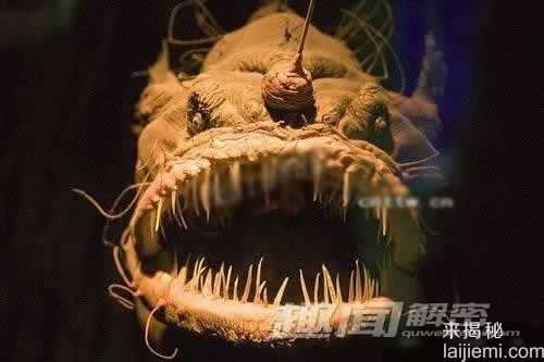 全球十大最恐怖的海洋怪兽235 / 作者:UFO外星人爱好者 / 帖子ID:60649