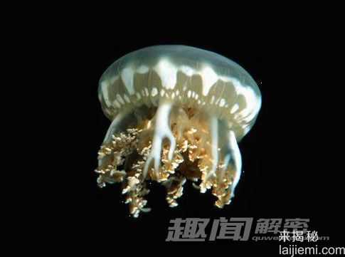 你所不知道的 十大吞食阳光的稀奇生物272 / 作者:UFO来啦 / 帖子ID:62201