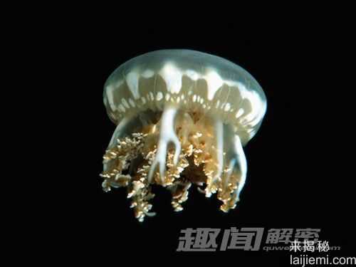 盘点：十大能靠阳光维持生长的动物449 / 作者:UFO来啦 / 帖子ID:65226