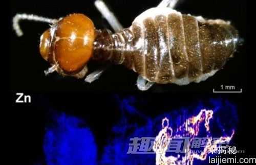 白蚁竟然也会采金矿:因其体内富含金属372 / 作者:UFO爱好者 / 帖子ID:66721 白蚁竟然也会采金矿:因其体内富含金属372 / 作者:UFO爱好者 / 帖子ID:66721