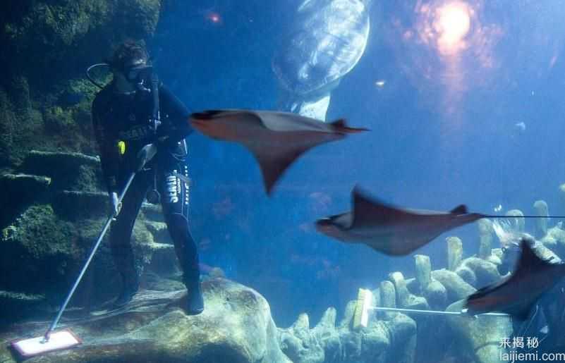 伦敦水族馆，清洁水箱章鱼还抢刷子873 / 作者:UFO来啦 / 帖子ID:66392