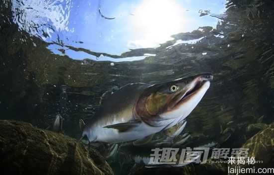 探秘之旅：新疆喀纳斯水怪究竟是何物542 / 作者:UFO来啦 / 帖子ID:63903