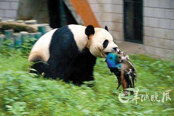 大熊猫吃肉吗？大熊猫为什么喜欢吃竹子？113 / 作者:UFO外星人爱好者 / 帖子ID:60519