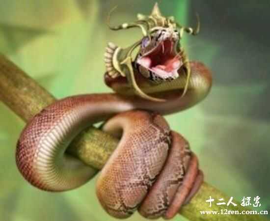 鸡冠蛇：我国古代虚构生物，真实生物叫做变色树蜥871 / 作者:UFO来啦 / 帖子ID:66241