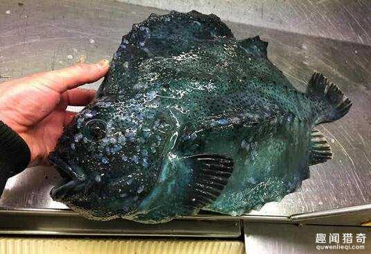 战斗民族渔夫分享了他捕获的各种珍奇深海生物，这根本就是异形吧！587 / 作者:UFO来啦 / 帖子ID:63862