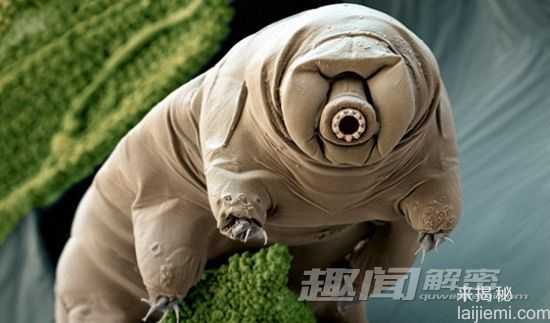 盘点曾经进入太空的十种生物413 / 作者:UFO外星人爱好者 / 帖子ID:58157