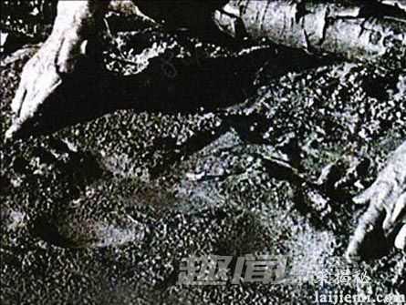 盘点：世界上被迷雾团团笼罩的6大生物30 / 作者:UFO来啦 / 帖子ID:65207