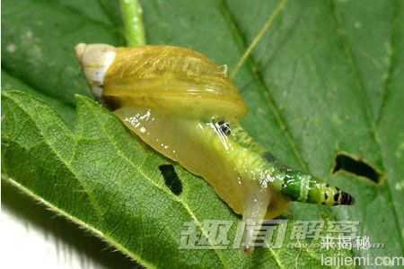 十大恐怖现象：河豚毒素可让人变成僵尸902 / 作者:UFO来啦 / 帖子ID:62348