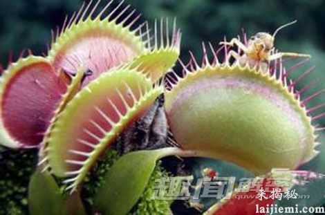 神秘食人传说:食人花真的存在吗?626 / 作者:UFO来啦 / 帖子ID:65312 神秘食人传说:食人花真的存在吗?626 / 作者:UFO来啦 / 帖子ID:65312