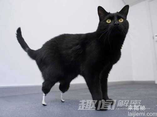 盘点科学史上12只猫：荧光猫或抗艾滋701 / 作者:UFO来啦 / 帖子ID:65165