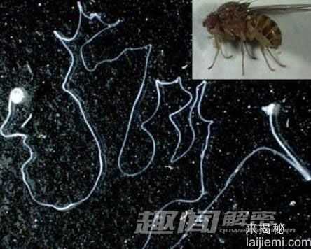 奇趣动物疯狂性行为：南极海豹奸杀企鹅675 / 作者:UFO来啦 / 帖子ID:63465