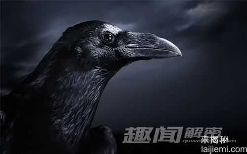报喜鸟乌鸦被冤枉 古时曾是吉祥鸟215 / 作者:UFO来啦 / 帖子ID:63881