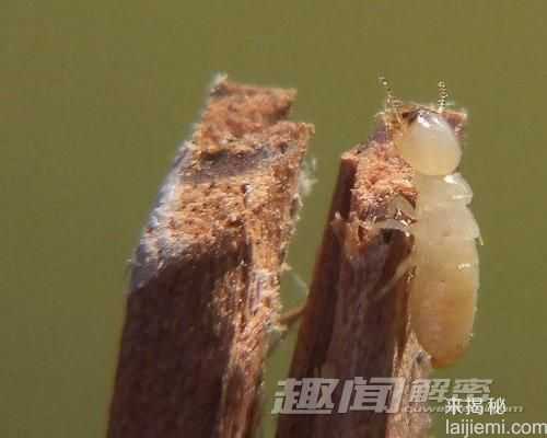 自然界中对爱情最忠贞的十一种动物997 / 作者:UFO来啦 / 帖子ID:65595