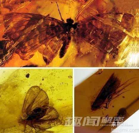 揭秘琥珀中的七种神秘远古动物（图）702 / 作者:UFO来啦 / 帖子ID:64001