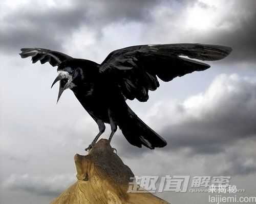 报喜鸟乌鸦被冤枉 古时曾是吉祥鸟662 / 作者:UFO来啦 / 帖子ID:63881