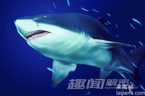 神奇隐身术:鲨鱼会发光让自己隐形539 / 作者:UFO来啦 / 帖子ID:65288 神奇隐身术:鲨鱼会发光让自己隐形539 / 作者:UFO来啦 / 帖子ID:65288