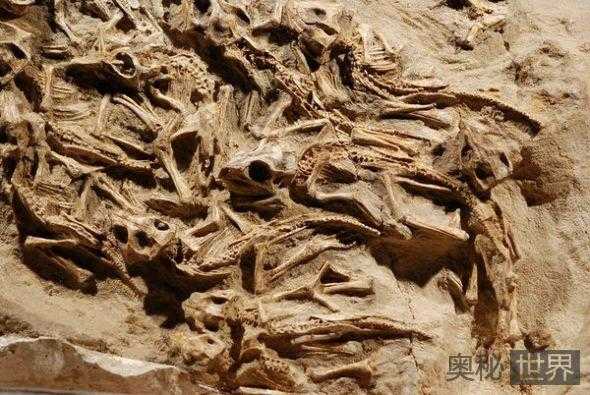 蒙古发现白垩纪巨大安氏原角龙巢穴829 / 作者:UFO来啦 / 帖子ID:65691