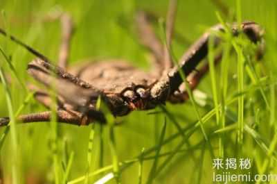 六大最恐怖的宠物 你敢养么？242 / 作者:UFO来啦 / 帖子ID:62275