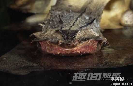 盘点：比史前恐龙还要珍贵的神奇动物502 / 作者:UFO来啦 / 帖子ID:65234