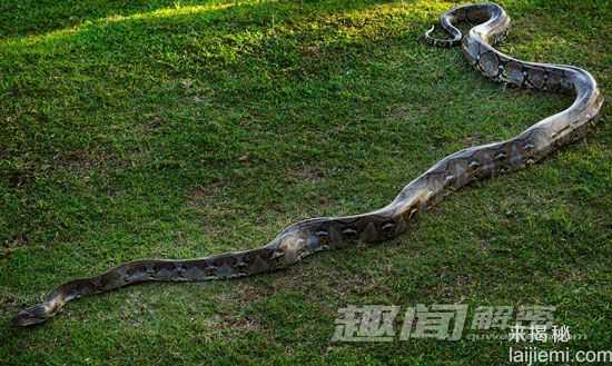 全球十大神秘怪兽：黑色猴子VS死亡之虫924 / 作者:UFO来啦 / 帖子ID:62164
