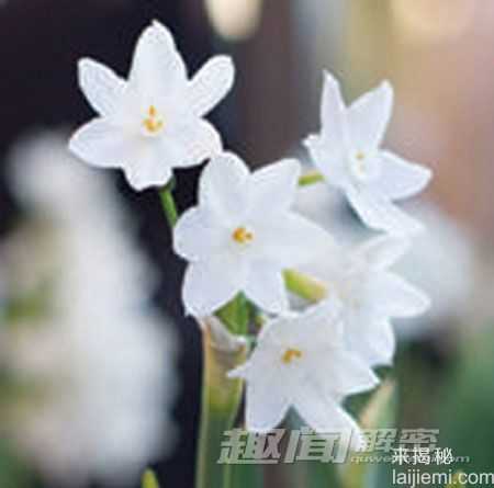 揭秘：可能致命的十大有毒观赏植物4 / 作者:UFO来啦 / 帖子ID:64035