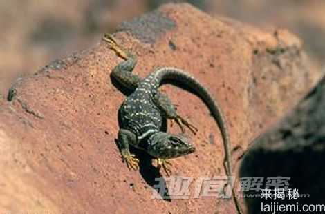 断肢重生：动物躯体为何有再生能力609 / 作者:UFO来啦 / 帖子ID:64074
