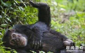 它们智商原来这么高!世界上最聪明的10种动物你知道吗728 / 作者:UFO来啦 / 帖子ID:63529 它们智商原来这么高!世界上最聪明的10种动物你知道吗728 / 作者:UFO来啦 / 帖子ID:63529