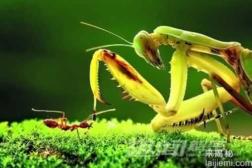 蚂蚁为何是地球上最成功的生物之一？518 / 作者:UFO来啦 / 帖子ID:65712