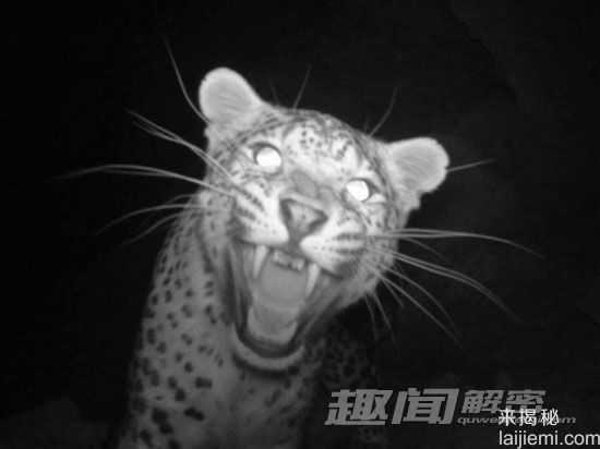 相机陷阱拍到的罕见动物793 / 作者:UFO来啦 / 帖子ID:65247