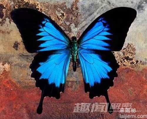 震惊！揭秘世界上十种奇特蓝色动物660 / 作者:UFO来啦 / 帖子ID:66109