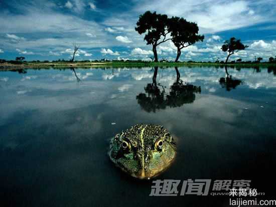 非洲巨型牛蛙 堪称地狱猎食者201 / 作者:UFO来啦 / 帖子ID:66129