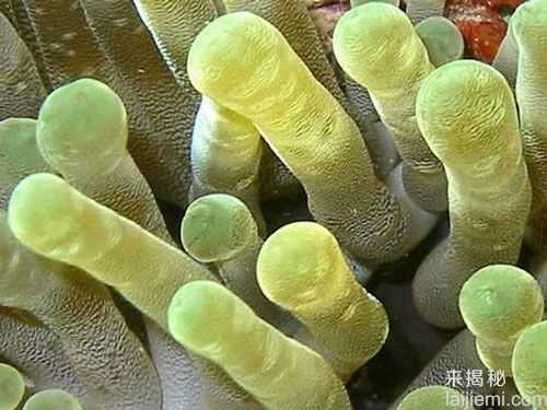 盘点：十大最美丽奇特的海洋生物352 / 作者:UFO来啦 / 帖子ID:65227