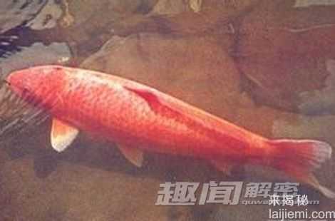 老寿星：盘点那些动物界中的“不死妖怪”927 / 作者:UFO来啦 / 帖子ID:65544