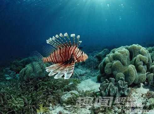 你所不知道的 十大吞食阳光的稀奇生物826 / 作者:UFO来啦 / 帖子ID:62201