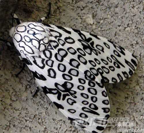 世界十大奇特昆虫 田鳖肛门喷射恶心液体912 / 作者:UFO来啦 / 帖子ID:61734