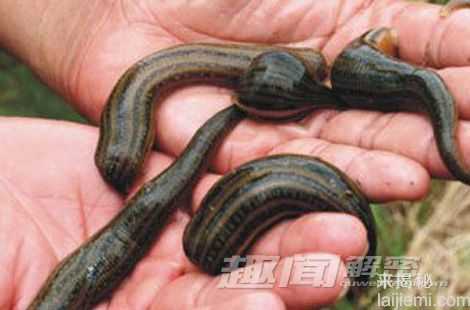 盘点：自然界中十大雌雄同体的动物107 / 作者:UFO来啦 / 帖子ID:65239