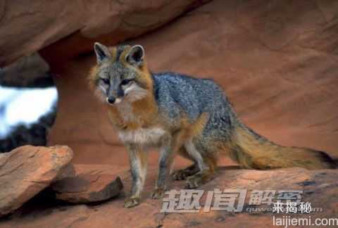 盘点：地球上频临灭绝的12种奇珍动物875 / 作者:UFO来啦 / 帖子ID:65232