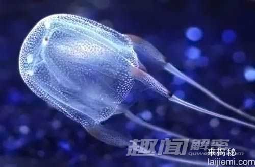 揭秘：世界上最强的动物毒素是什么？337 / 作者:UFO外星人爱好者 / 帖子ID:60681