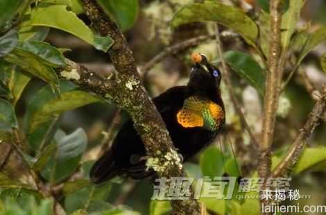 动物界八大舞蹈家：孔雀蜘蛛舞动腹部求偶272 / 作者:UFO来啦 / 帖子ID:62438