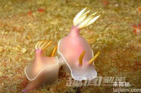 盘点：自然界中十大雌雄同体的动物840 / 作者:UFO来啦 / 帖子ID:65239