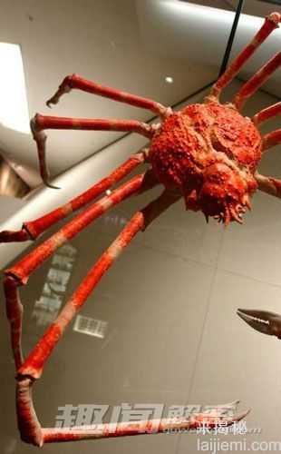 盘点地球上十大美丽橙色动物822 / 作者:UFO来啦 / 帖子ID:65141