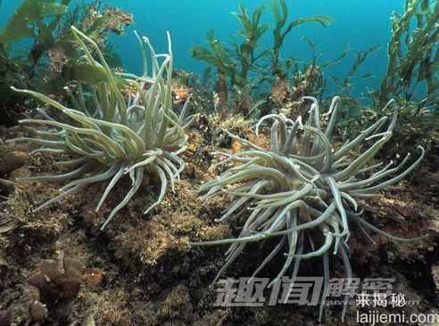 你所不知道的 十大吞食阳光的稀奇生物408 / 作者:UFO来啦 / 帖子ID:62201