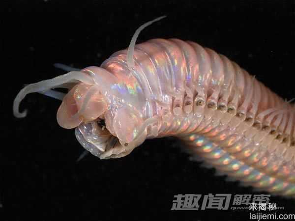 探秘深海峡谷中的“外星生物”767 / 作者:UFO来啦 / 帖子ID:60962
