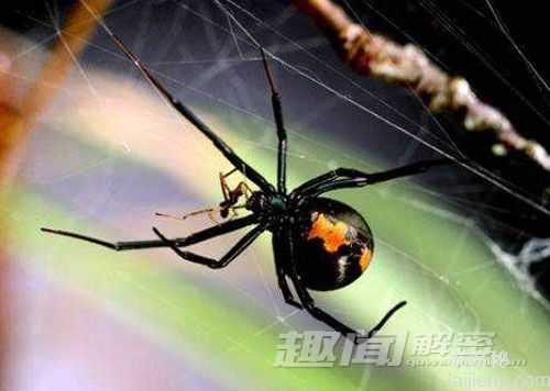 盘点自然界五种自相残杀的动物731 / 作者:UFO来啦 / 帖子ID:65173