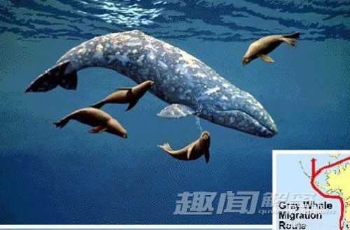 全球十大不可思议的动物迁徙638 / 作者:UFO来啦 / 帖子ID:62163