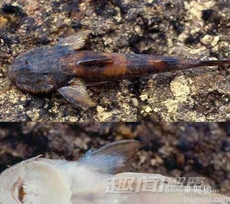 细数世界怪异动物：中国娃娃鱼名列榜首465 / 作者:UFO来啦 / 帖子ID:65461