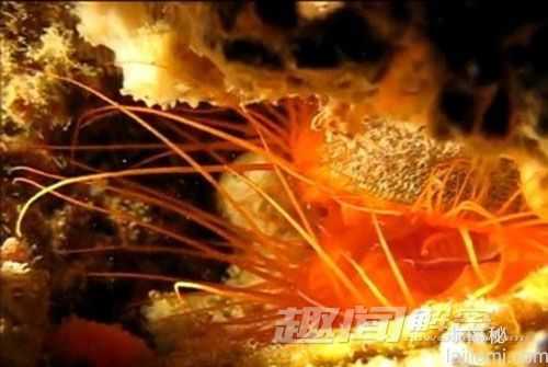 奇特蛤蜊自备频闪“迪斯科灯”诱捕猎物83 / 作者:UFO来啦 / 帖子ID:63457
