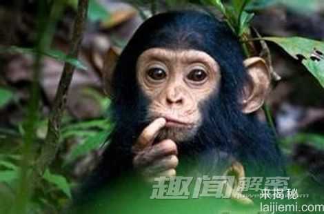 比人类还聪明：自然界高智商动物排行330 / 作者:UFO外星人爱好者 / 帖子ID:60005