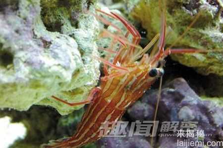 神奇!盘点12种有特异功能的动物(组图)535 / 作者:UFO来啦 / 帖子ID:65284