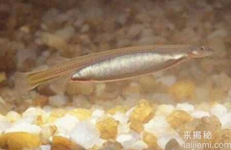 盘点：动物界的十大超级“变态杀手”400 / 作者:UFO来啦 / 帖子ID:65224